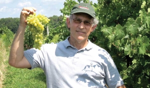 Bruce Reisch harvests grapes as part of the Cornell grape-breeding program, which has several new varieties in the pipeline. (Courtesy Elizabeth Takacs)