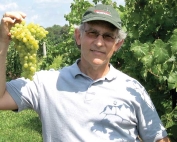 Bruce Reisch harvests grapes as part of the Cornell grape-breeding program, which has several new varieties in the pipeline. He is asking for the public's help in naming a different new variety.(Courtesy Elizabeth Takacs)