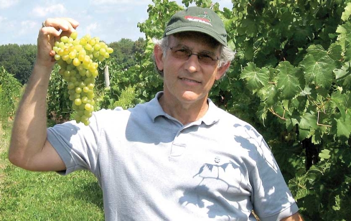 Bruce Reisch harvests grapes as part of the Cornell grape-breeding program, which has several new varieties in the pipeline. He is asking for the public's help in naming a different new variety.(Courtesy Elizabeth Takacs)