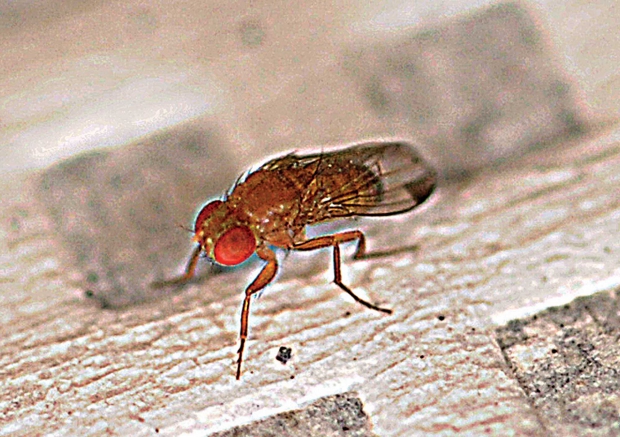 Spotted wing drosophila. (Courtesy Kathy Keatley Garvey, University of California, Davis)