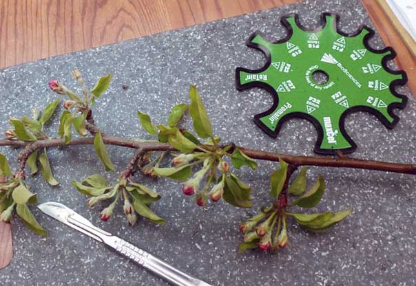 Bud damage assessment tools: razor blade, knife or scalpel and a limb-caliper tool, such as an Equilifruit. Dissect flowers lengthwise. (Courtesy Edwin Winzeler)