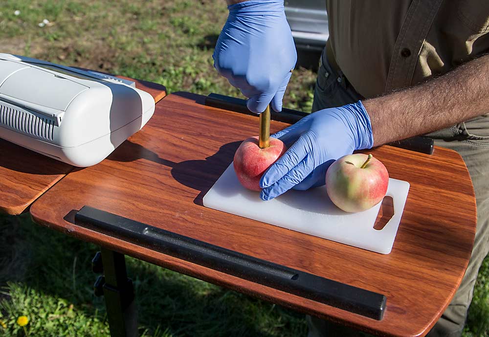 Achour Amiri uses apple core samples for the LAMP assays because fungal pathogens such as bull’s-eye rot often colonize in the stem bowl and calyx. (Ross Courtney/Good Fruit Grower)