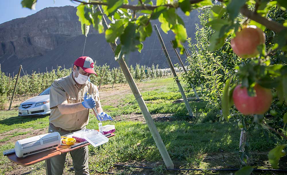 Washington State University plant pathologist Achour Amiri demonstrates how to use a preharvest LAMP assay to detect pathogens that later could cause postharvest disorders in August at the Sunrise Research Orchard near Wenatchee. The test, for which Amiri developed detection primers, yields results in a matter of minutes in the field, without a laboratory. (Ross Courtney/Good Fruit Grower)