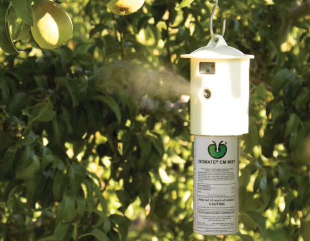 A pheromone canister lasts all season and the cabinets can be used for several years. (Courtesy Pacific Biocontrol)