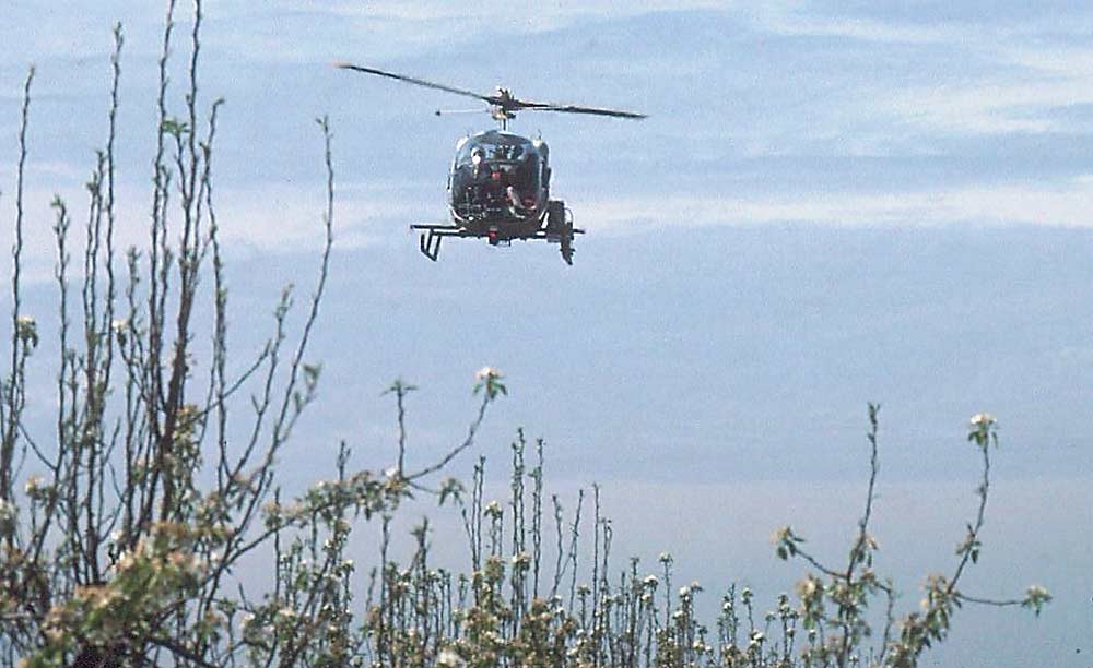 A helicopter applies a controlled release of codling moth mating disruption in a 1979 trial in a Medford, Oregon, pear orchard. (Courtesy Rick Hilton/Oregon State University)