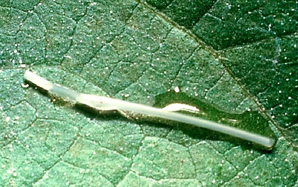 Options abound for pheromone distribution today, but the first trials used hollow fibers containing the codling moth sex pheromone. (Courtesy Rick Hilton/Oregon State University)