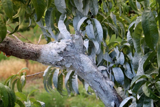Spraying existing cytospora cankers with latex paint seems to seal up the pathogen and prevent it from producing infectious spores, which are now found in almost all western Colorado peach orchards.(Courtesy Ioannis Minas)