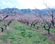 Many trees are missing in this Colorado peach orchard due to a cytospora canker infection that is causing significant losses. (Courtesy Ioannis Minas)