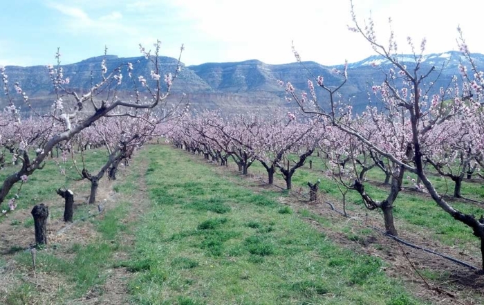 Many trees are missing in this Colorado peach orchard due to a cytospora canker infection that is causing significant losses. (Courtesy Ioannis Minas)
