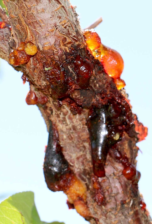 An oozing cytospora canker shows why the pathogen is commonly called gummosis. Colorado growers and researchers are teaming up to find solutions to control this pathogen that’s costing millions in lost productivity.(Courtesy Ioannis Minas)