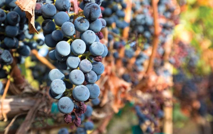 Cabernet Sauvignon grapes are ready for harvest at Cold Creek Vineyard in 2015. The vineyard has 132 acres in Cabernet clones. “We know clones bring different attributes that can contribute to different wines,” says vineyard manager Joe Cotta. (TJ Mullinax/Good Fruit Grower)