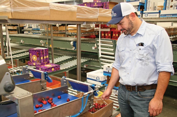  Patrick Archibeque watches bulk packing of cherries. CalifCherries050814mh11.JPG: Cherries going through optical sorting technology at Rivermaid Trading Company. The new technology was installed in time for this year’s cherry season. Nearly all of California’s major cherry packers are using new optical sorting technology.