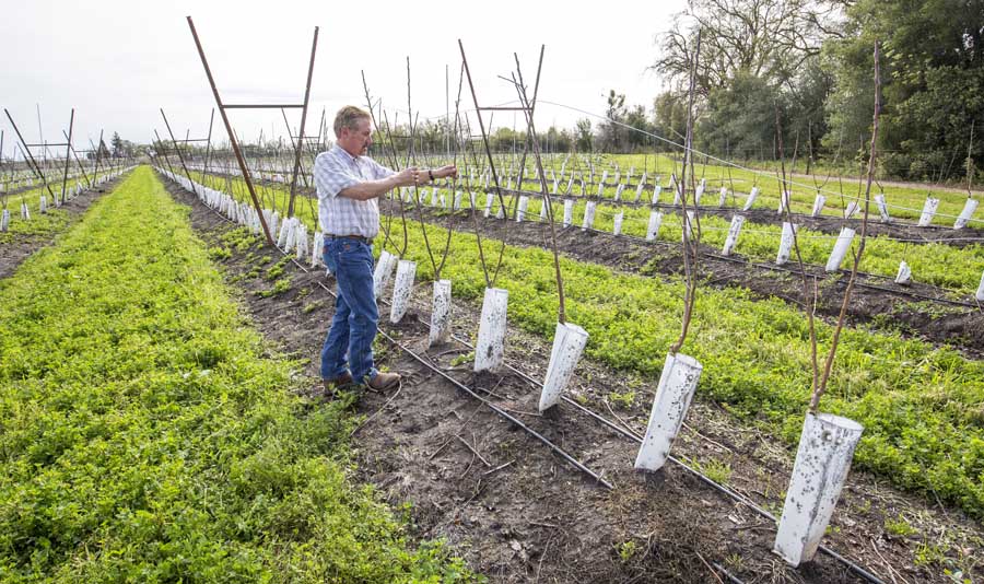 Jeff Colombini with his new Honeycrisp plantings in Lodi. Colombini is training the trees onto a V-trellis and will install shade cloth when they begin producing. <b>(TJ Mullinax/Good Fruit Grower)</b>