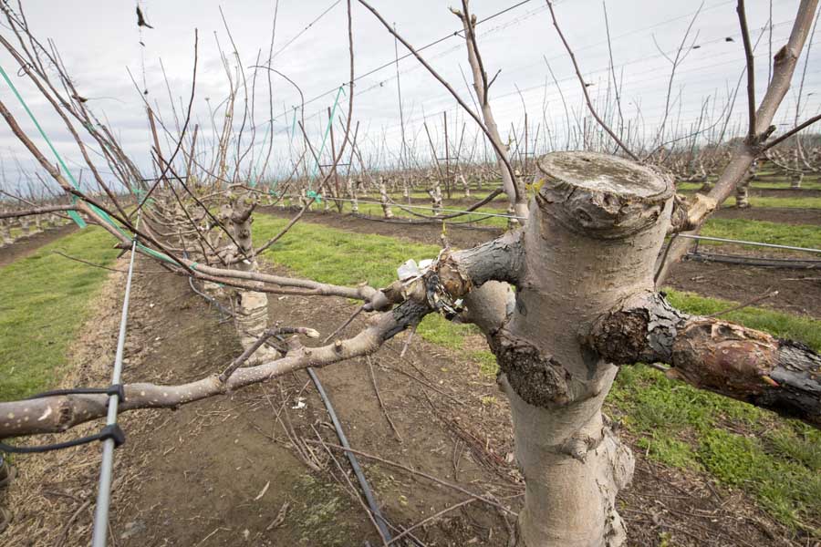 Grupe Operating Company is grafting high color Galas onto established Cripps Pink trees in a block at its Lodi, California ranch. (TJ Mullinax/Good Fruit Grower)