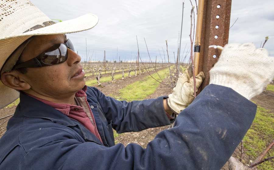 Luis Velasco marks steel, used for a vertically grown Cripps Pink block, before it’s converted to a V-trellis system at the Grupe Operating Co. ranch in Lodi. (TJ Mullinax/Good Fruit Grower)
