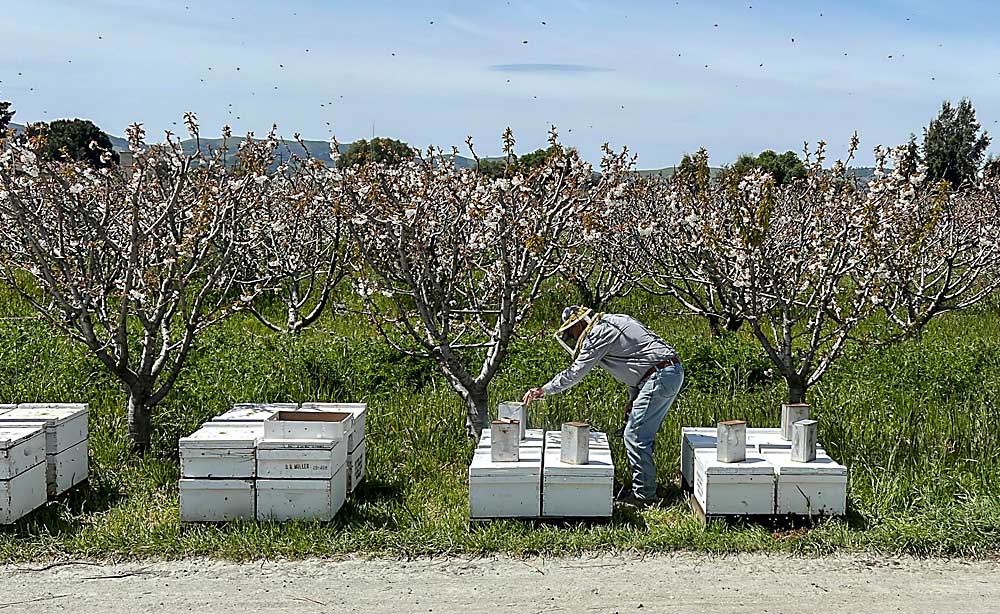 Beekeeper Gene Brandi tends to his hives at a cherry orchard in early April in San Juan Bautista, California. Cherry growers in the Golden State expect to begin harvest about two weeks later than normal, due to a historically cool spring. (Terry Chea/The Associated Press)