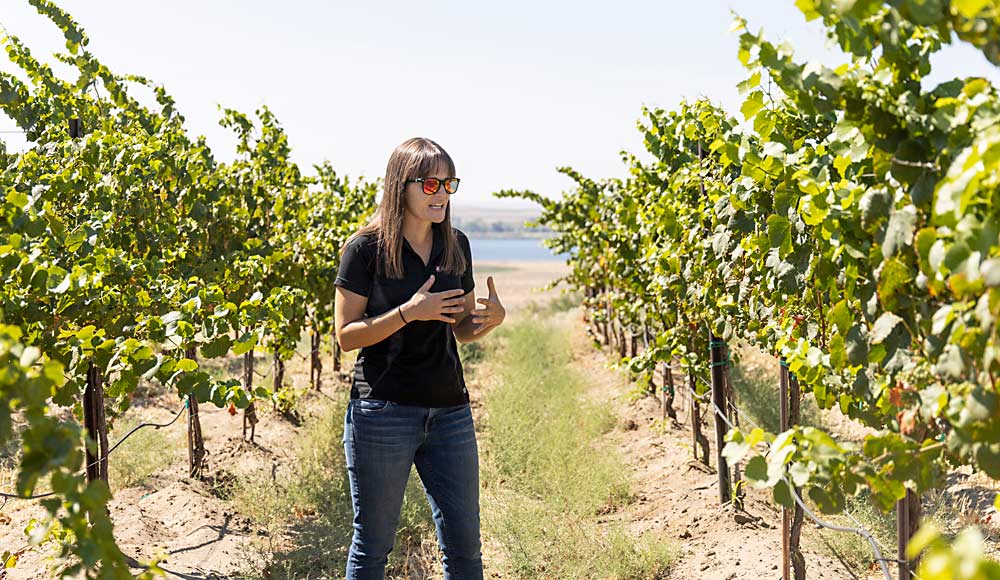 Washington State University Extension viticulturist Michelle Moyer explains how nematode-resistant rootstocks, in the row at her left, show healthier canopies in the face of heat stress in July 2021, compared to the signs of water stress evident in the own-rooted vines, at right, in a replanted vineyard site in Paterson. (Kate Prengaman/Good Fruit Grower)