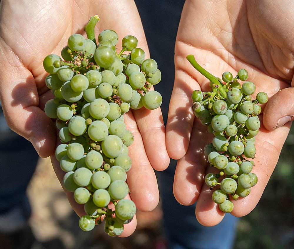 The vigor difference between nematode-resistant rootstocks (left) and own-rooted vines is apparent in the cluster size after a period of heat stress at a replant site. (Kate Prengaman/Good Fruit Grower)