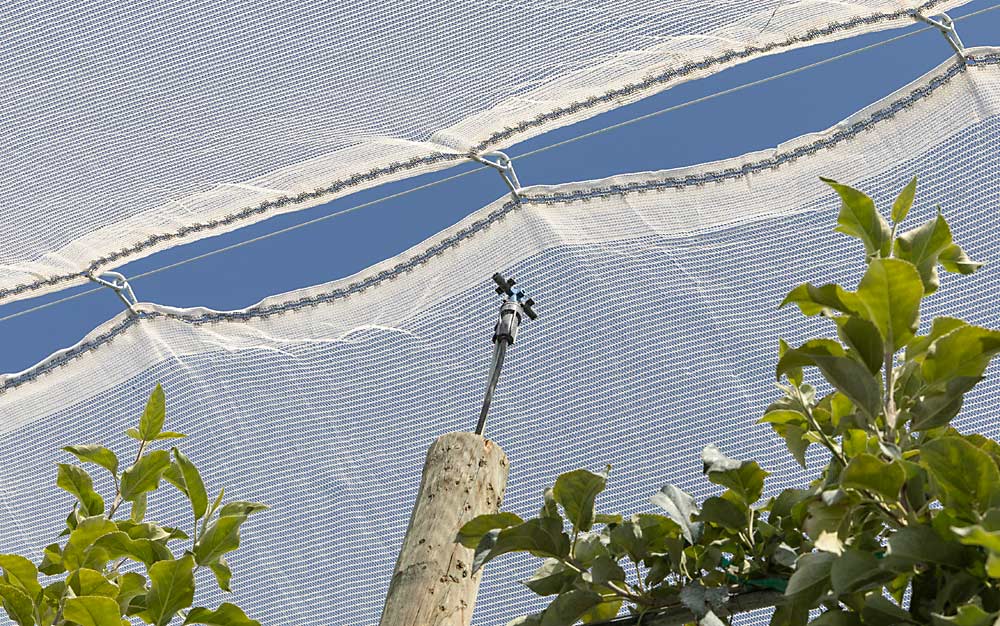 The heat stress sensors record data under a variety of cooling treatments set up in a commercial block, including conventional overhead cooling, netting, mist cooling, and combined nets and mist cooling, as seen here. (Kate Prengaman/Good Fruit Grower)