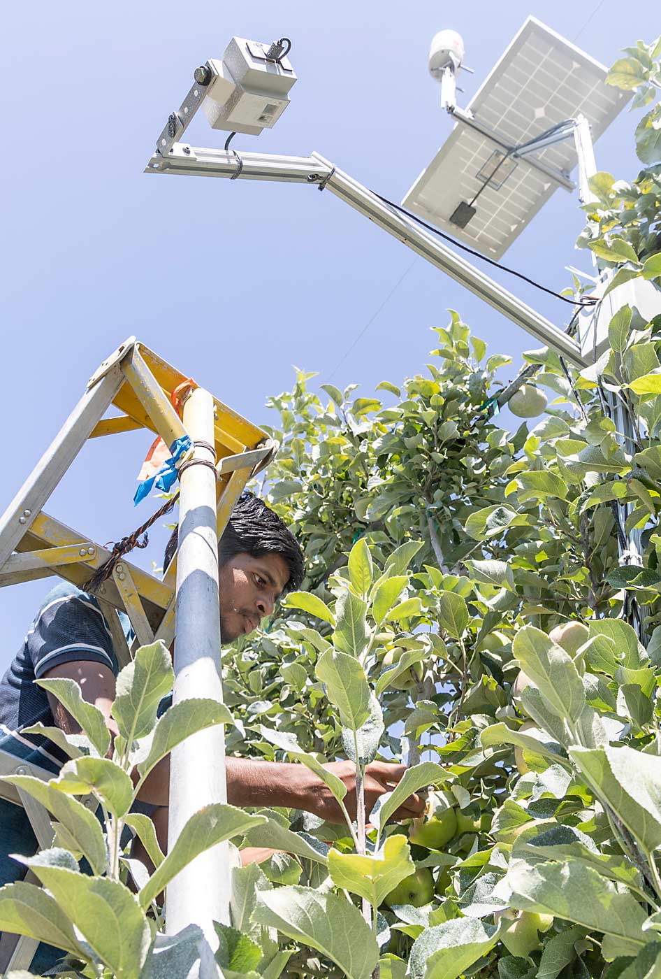 Washington State University graduate student Basavaraj Amogi measures fruit growth in a Prosser, Washington, orchard outfitted with fruit surface temperature sensors and in-canopy weather sensors that could be used to trigger cooling systems before risk thresholds are exceeded. (Kate Prengaman/Good Fruit Grower)