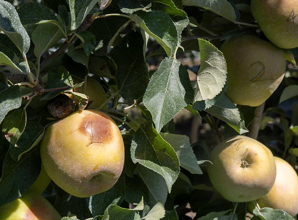 Signs of sun damage are visible on apple No. 1, which is in the view of a thermal imaging camera sensor that monitors fruit surface temperature every five minutes. (Kate Prengaman/Good Fruit Grower)