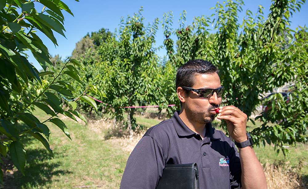 Alfredo Reyes, director of horticulture for Kyle Mathison Orchards, bites into a Carneval at the tour. He and his company plan to try several trees at an early site. (Ross Courtney/Good Fruit Grower)