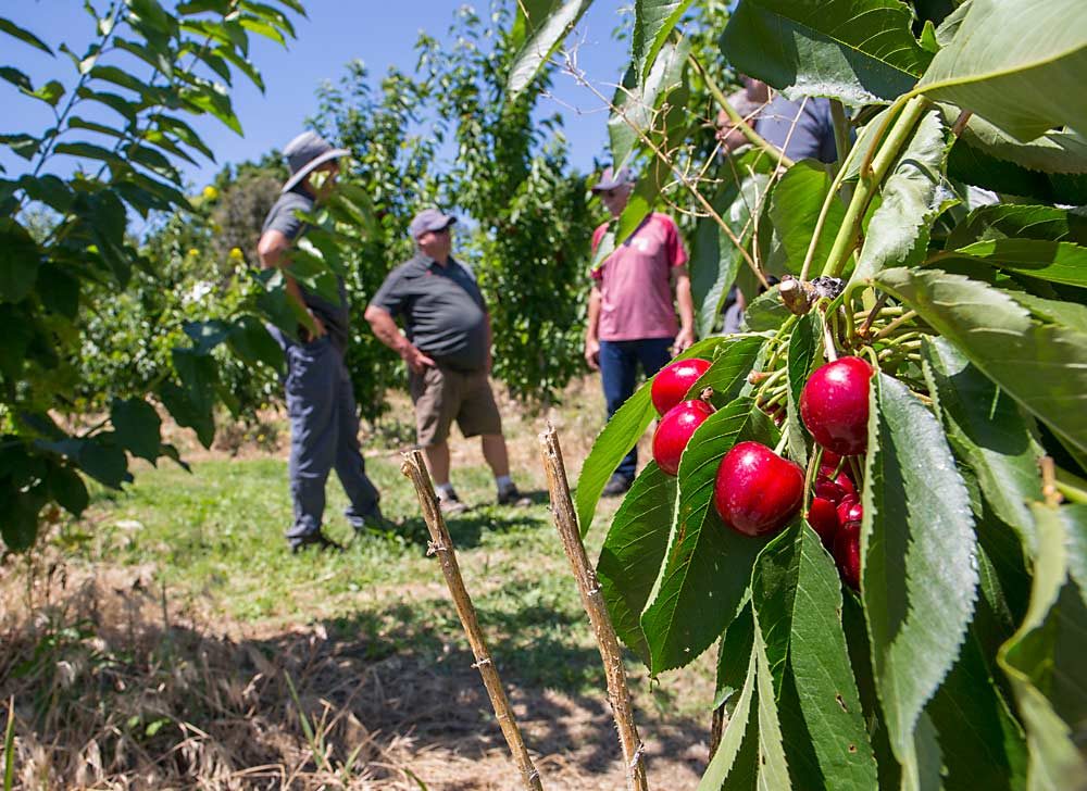 Kevin Carney, center, discusses the performance of his new Carneval cherry with other growers in June during a tour in his Wenatchee, Washington, orchard. Carney and his field representatives discovered the early cherry as a chance full-tree mutation and have propagated it to sell the plant material. (Ross Courtney/Good Fruit Grower)
