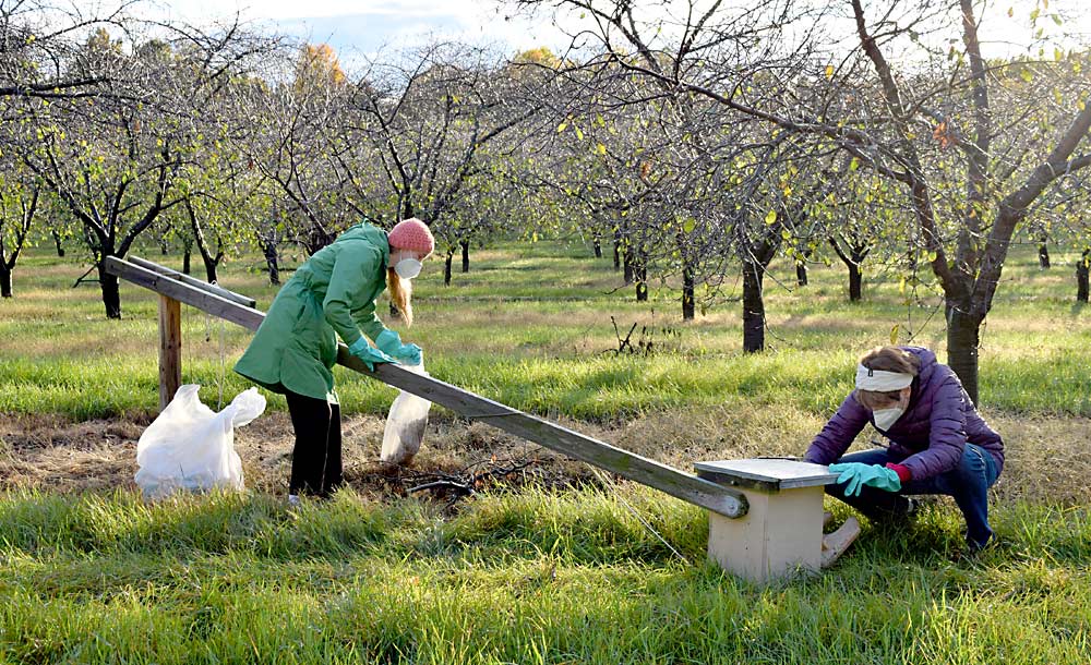 MSU professor Catherine Lindell, right, and graduate student Olivia Utley clean a kestrel nest box in a Northwest Michigan cherry orchard. They placed the boxes on hinged poles that they can carefully lower, so as not to disturb any eggs or chicks. (Courtesy Olivia Smith/Michigan State University)