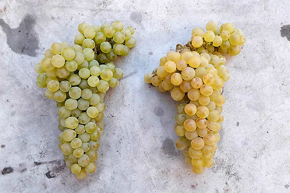 Shade plays an important role in grape quality, as seen here with Chardonnay grown with shade (left) and without. With the increasing sunshine hours in recent years, Koehler-Ruprecht vineyards are trimming laterals to allow airflow while maintaining a wide canopy for shade. (Courtesy Dominik Sona)