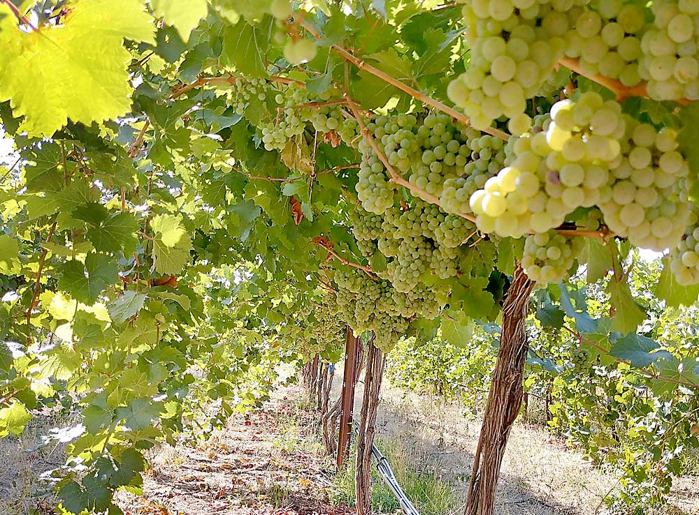 Chardonnay shoots create an umbrella of shade over fruit clusters as part of a heat stress study at Washington State University’s research vineyard near Prosser. (Courtesy Markus Keller/Washington State University)