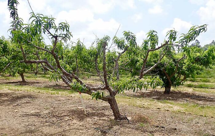 The University of Georgia’s research peach orchard experienced a near total loss of its fruit this year, due to a warm winter and spring frosts. (Leslie Mertz/For Good Fruit Grower)
