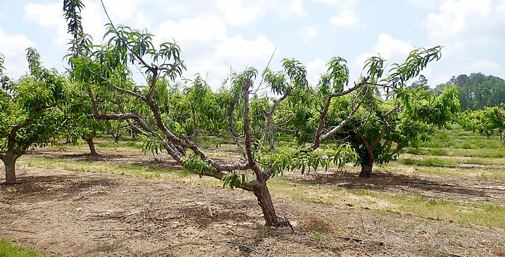 The University of Georgia’s research peach orchard experienced a near total loss of its fruit this year, due to a warm winter and spring frosts. (Leslie Mertz/For Good Fruit Grower)