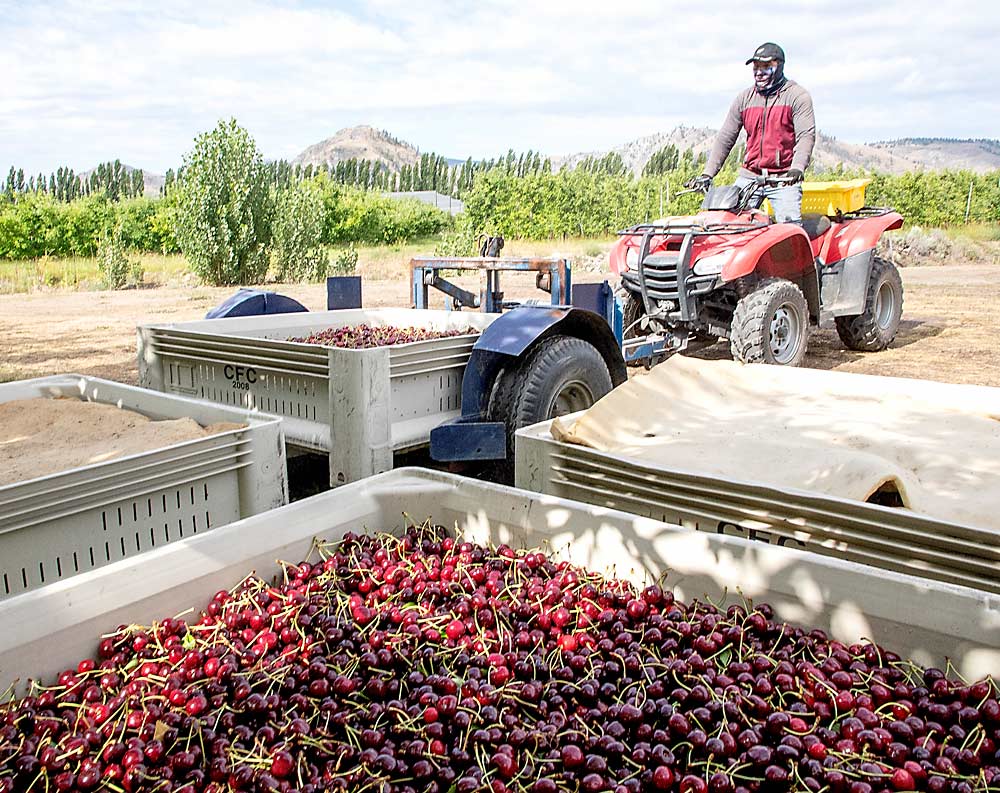 Agapito Isabel of Pateros delivers a bin of Sweethearts at Haspa Hill Fruit Growers near Chelan, Washington. (Ross Courtney/Good Fruit Grower)