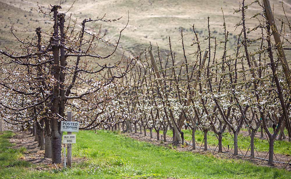 A free-standing row of Bing cherry trees blooms next to a trellised row of Early Robins in late April near Benton City, Washington. Washington growers also expect a late harvest this year. (Ross Courtney/Good Fruit Grower)