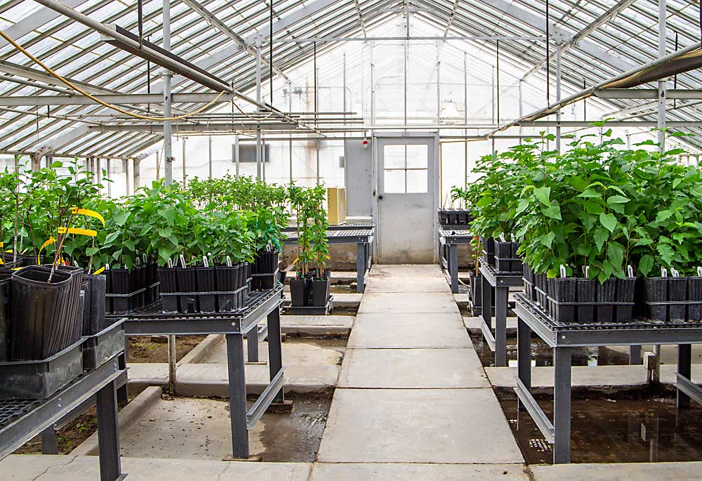 The Washington State University sweet cherry breeding program’s greenhouse, shown on April 5, has undergone several recent upgrades, including new floors and fans, and soon McCord expects to hang lights to promote growth. (Kate Prengaman/Good Fruit Grower)