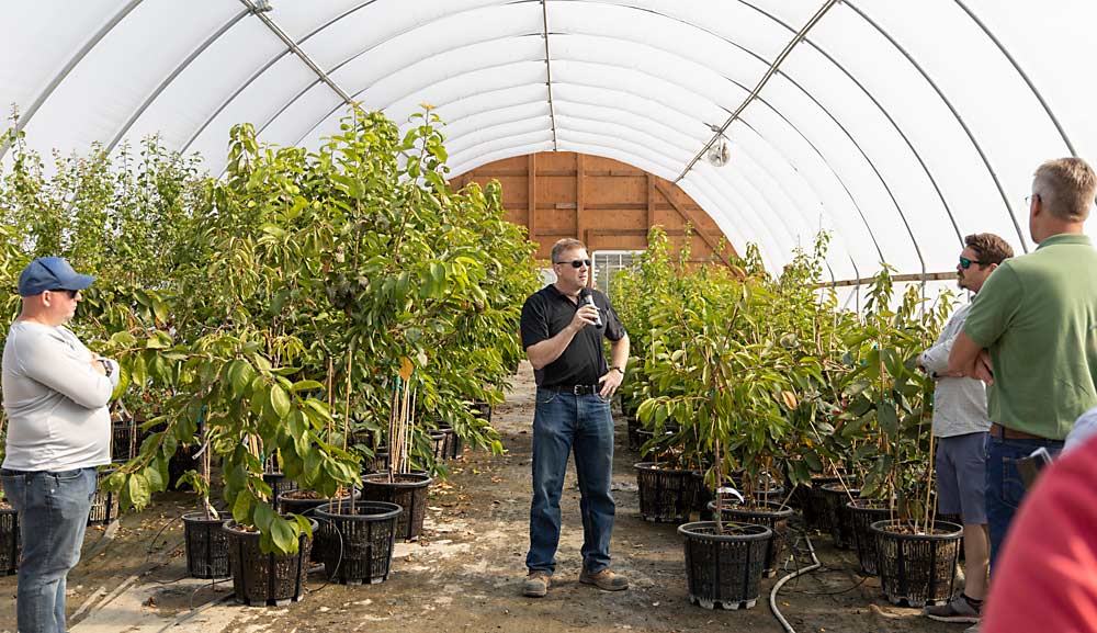 McCord explains to field day attendees how this hoop house — constructed with industry funds — helps the program make crosses without risk of frost damage. By keeping the parents in pots, he can also make crosses more efficiently, putting two trees next to each other under netting and releasing a few bees, rather than the painstaking process of hand-painting pollen onto emasculated flowers. (Kate Prengaman/Good Fruit Grower)