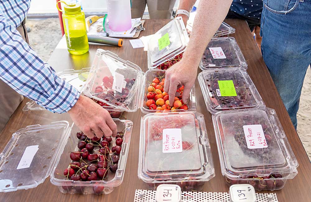 Taste tests remain a key part of the program. In July, field day attendees sampled R29, the mid-season selection recently advanced to phase 3 evaluation, along with promising selections currently in phase 2. (Kate Prengaman/Good Fruit Grower)