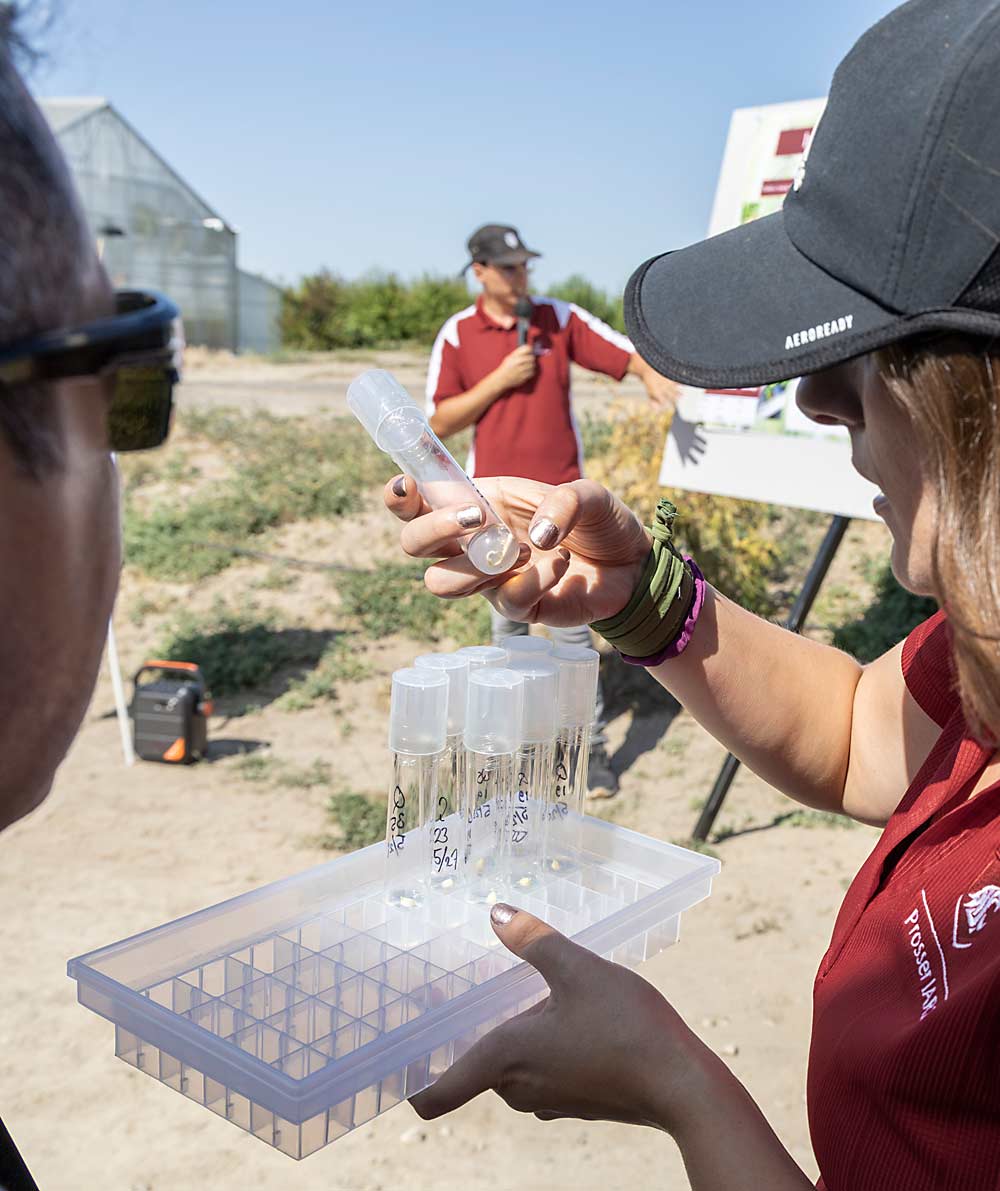 Growers want the market advantage offered by early ripening cultivars, but they can be tricky to breed because the fruit tends to ripen before the seeds mature. Graduate student Rainier Peters, background, explains how a new technique, known as embryo rescue, can help those early ripening seeds finish their development and germinate in test tubes, displayed by WSU extension specialist Corina Serban. (Kate Prengaman/Good Fruit Grower)