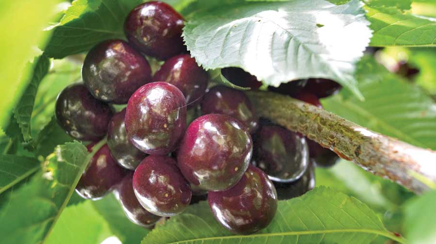 The earliest advanced selection in 2015 was the R25, ripening within three days of Chelan.(Courtesy Washington Tree Fruit Research Commission)