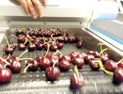 Controlling cherry cracking