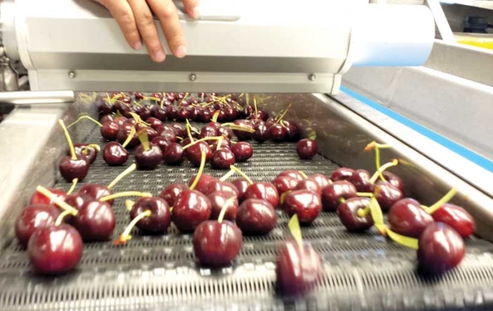 In trials, using air knives to apply pressurized air to the cherries in the final section of the packing line helped reduce the moisture getting into packages with the fruit. (Courtesy Washington State University)
