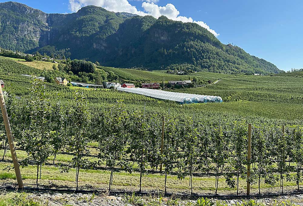 The International Fruit Tree Association visited the picturesque Hardanger region of Norway in early August, where cherry trees thrive in high tunnels and apple orchards grace the landscape. (Susan Poizner/for Good Fruit Grower)