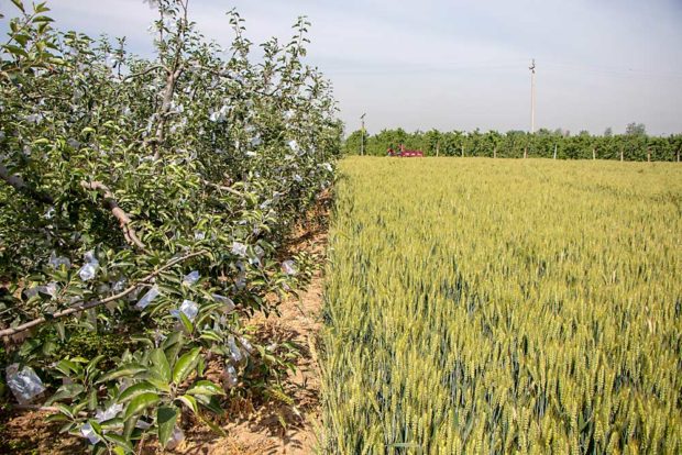 Apple trees stand adjacent to a wheat field north of Yuncheng. Agriculture takes on a massive scale along China’s Yellow River, with patchworks of small parcels dominating the rural landscape. (Courtesy Mike Willett/Washington Tree Fruit Research Commission)