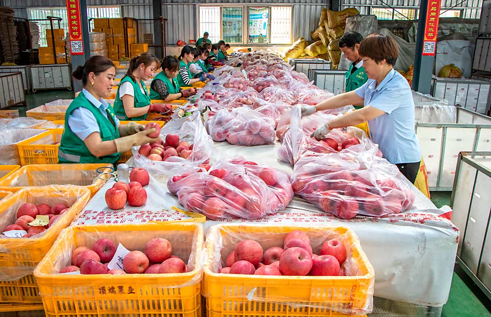 Despite strides toward modernization and mechanization, hand labor still drives the fruit industry in China. Here, women with ring sizers re-sort apples by size, color and quality at the Shaanxi Top Fruit Technology Co. near Xi’an in the Shaanxi Province.(Courtesy Mike Willett/Washington Tree Fruit Research Commission)