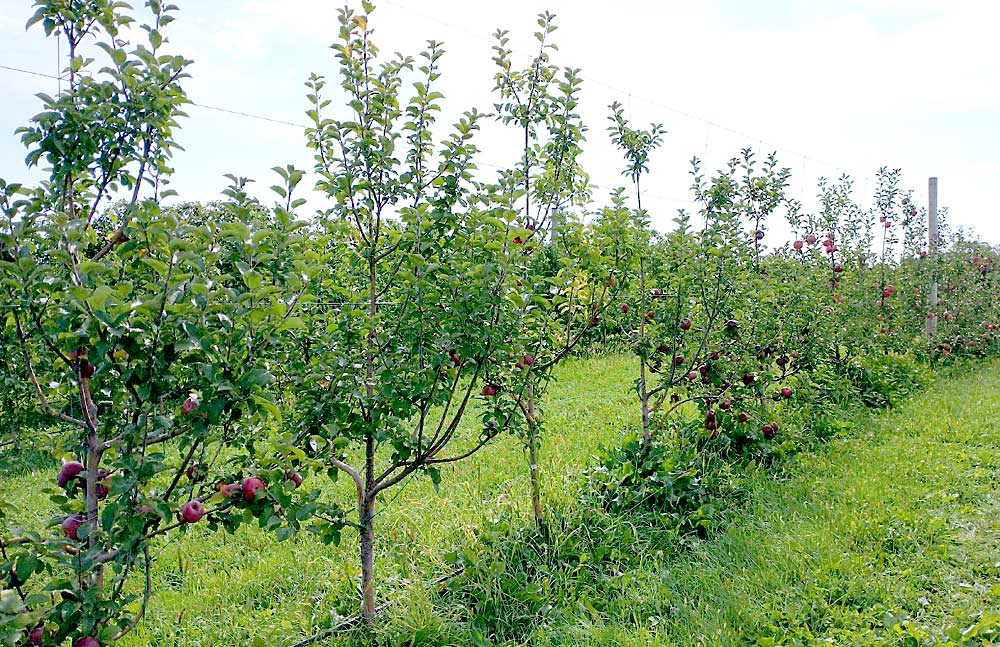 With the help of local growers, University of Minnesota researchers mounted a two-year study to determine whether European cider apple varieties could grow in the colder climate of USDA Zone 4. Several grew vigorously and produced fruit in the short growing season, potentially offering Zone 4 growers a new entryway to the hard-cider market. (Courtesy University of Minnesota Extension)