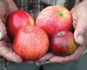 The four apples pictured here in grower Steve Wood’s hands are, clockwise from the bottom right, Dabinett, Ellis Bitter, Major and Foxwhelp. (Courtesy Brenda Bailey)