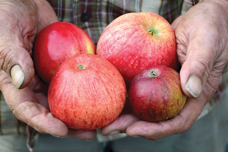 The four apples pictured here in grower Steve Wood’s hands are, clockwise from the bottom right, Dabinett, Ellis Bitter, Major and Foxwhelp. (Courtesy Brenda Bailey)