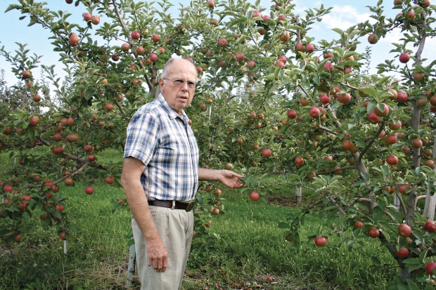 Peter Ringsrud says he finds his Dabinett cider apple trees even more sensitive to fireblight than his Bartlett pears. (Geraldine Warner/Good Fruit Grower)