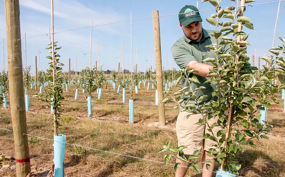 Gottschalk, a Michigan State University graduate research assistant, tends trees in the Clarksville block in July. There are 88 unique varieties in the block, most of them planted in 2019 and 2020 in a vertical axis training system. (Matt Milkovich/Good Fruit Grower)