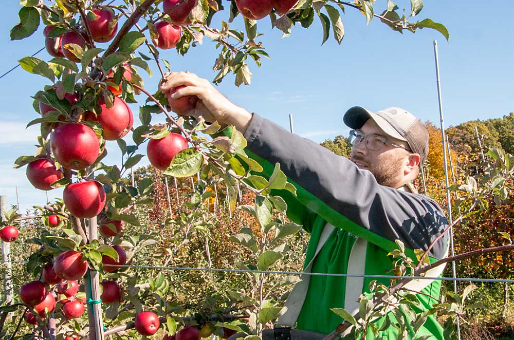 Chris Gottschalk picks Sweet Alford apples at the Great Lakes Cider Apple Collection block in Clarksville, Michigan, in October. Sweet Alford is one of several dozen cider varieties that will be tested for its performance in Michigan growing conditions. (Matt Milkovich/Good Fruit Grower)